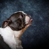 Boston Terrier