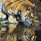 Childers (3) Img #1  Tiger with Reflection