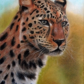 Farkas (1) Img #1  Leopard