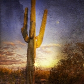 King-C (1) Img #3  Sunset Cactus