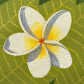 Marci (1) Img #1 - Plumeria Power