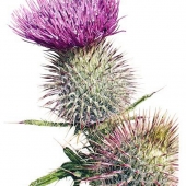 McGhee (1) Img #1 Spear Thistle