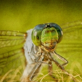 McKelroy (1) Img #1  Dragonfly