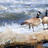 Mink (2) Img #3 Pair of geese