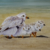 Moser (1) Img #4  Piping Plovers - Endangered Species