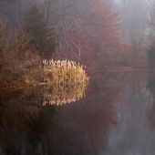 Williams-JM (1) Img #2 Cattails in the Mist