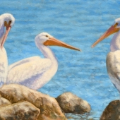 Susan Fox - “White Pelicans, San Francisco Bay” – http://www.foxstudio.biz/