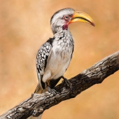 Henriette van Staden - “Yellow-Billed Hornbill” – http://www.henriettevanstaden.co.za/