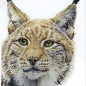 Laura Milewski - “Spotted” – http://lauramil-art.com/