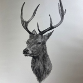 Matt Horn - “Standing Stag” – http://www.matthornart.com/