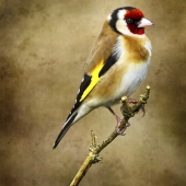 Alicia Beesley - “Goldfinch Portrait” – https://aliciabeesley.foliopic.com/