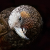 Judi Lapsley Miller - “The Sweetheart (Kākā)” – http://www.artbyjlm.com/