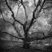 Storm Sermay - “Tree Dreams” – http://www.stormsermayphotography.com/