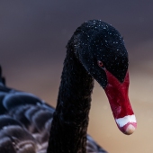 Julie Powell - “Black Swan” – http://juliepowellphotography.com/