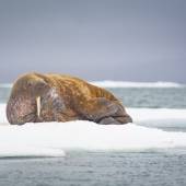 Doug Gould - “Walrus on Ice, Thinking” – doug86gould@gmail.com