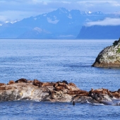 Rodney A Buxton - “Sunning Sea Lions, Marble Islands, Morning” – https://www.artworkarchive.com/profile/rodney-buxton