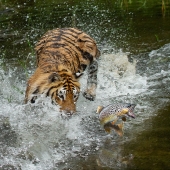 LouAnn Goodrich - “Tiger Splash” – http://www.louanngoodrich-photoartist.com/