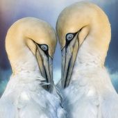 Christina Brunton - “Gannet Pair” – https://artistsdownunder.com.au/artists-1/christina-brunton/