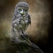 Nicole Wilde - “Great Gray Owl” – http://www.photomagicalart.com/ay-Owl-v