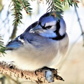 Diane Sanderson - “Blue Jay on a Frosty Day” – http://dianesanderson.mysite.com/