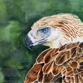 Pamela S Conley - “Philippine Eagle 1” – https://www.facebook.com/Pamela.S.Conley.Artist/