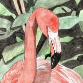 Sara Davies - “Flamingo” – https://www.facebook.com/saradaviesillustrations