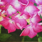 Lisa Freeman-Wood - “Pink Hydrangeas” – lmfreemanwood@yahoo.com