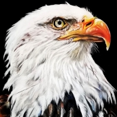 Sabine Zepuntke - “Bald Eagle” – http://sabine-zepuntke.de/