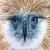 Pamela S Conley - “Philippine Eagle 2” – https://www.facebook.com/Pamela.S.Conley.Artist/