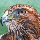 Michael Zippilli - “Red Tailed Hawk” – mjzippilli@yahoo.com