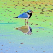 Michael J Duke - “Small Gull resting at Low Tide” – http://www.mjduke.co.uk/