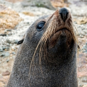 Robbi Ling Montgomery - “Wary Fur Seal” – http://www.robbilingmontgomeryimages.com/