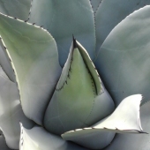 Judy Pence Milsaps - “Succulent in California” – judith5886@gmail.com