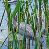 Marcia Berg Haskell - “Heron in Hiding” – http://www.marciascreativeworld.com/