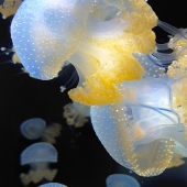 Janet Roller Schmidt - “Blue and Yellow Jellies” – http://www.janetrollerschmidt.zenfolio.com/