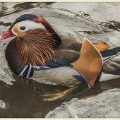 Barbara Leven - “The Mandarin Duck” – http://www.barbaraleven.com/