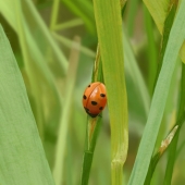 Mark Rein - “The Lady is a Bug” – http://www.markreinart.com/