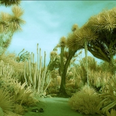 Joanne Chase-Mattillo - “Huntington Gardens Cacti” – http://www.joannechasemattillo.com/