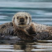 9th Place – Kathy Paulus - “A Love like No Otter” – www.facebook.com/ElipisFineArt