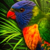 6th Place – Julie Powell - “Rainbow Lorikeet” – www.juliepowellphotography.com