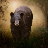 7th Place – Barbara Mierau-Klein - “Black Bear” – www.barbaramierauklein.com