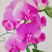 Lisa Freeman-Wood - “Everlasting Pea” – lmfreemanwood@yahoo.com