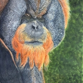 Pamela S Conley - “Orangutan with an Attitude” – wooconley@gmail.com