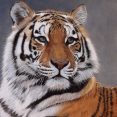 Kathy M Paulus - “Siberian Tiger” – http://www.facebook.com/ElipisFineArt