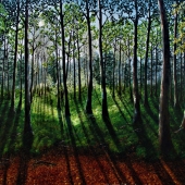 Hazel Thomson - “Into the Heart of the Forest” – http://www.hazelthomsonart.com/