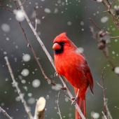 Clint Murchison - “Cardinal in Snow” – https://schmidtfineartgallery.com/pages/murchisoncollection