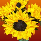 R. A. Smoller - “Sunflowers” – http://rasmollerart.com/