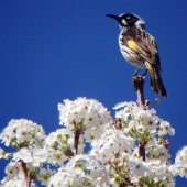 Wendy Goodwin - “Honeyeater Heralds Spring” – bilbobaggins@adam.com.au