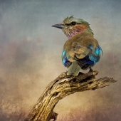 Christina Brunton - “Lilac Breasted Roller” – https://artistsdownunder.com.au/artists-1/christina-brunton/