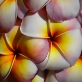 Patrick O’Brien - “Plumeria 30” – patnik98@aol.com